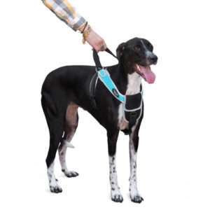 zoomag.bg Светлоотразителен нагръдник за куче с ръкохватка NUNBELL