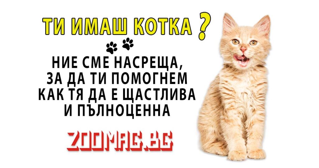 Наръчникът за щастлива и пълноценна котка на zoomag.bg