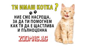 Наръчникът за щастлива и пълноценна котка на zoomag.bg