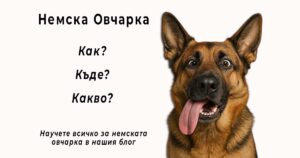 zoomag.bg - немска овчарка, лоялният пазител с голямо сърце. Научи всичко за немската овчарка