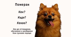 zoomag.bg - Померан - как да отглеждаме, обучаваме и разбираме тази пухкава порода. Научете всичко за померан порода кучета