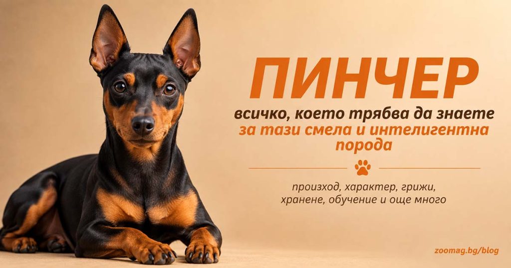 Пинчер - малкото куче с голямо сърце и добър характер zoomag.bg