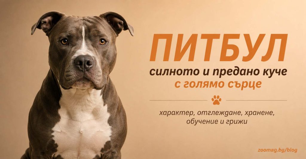 питбул - силното куче с голямо сърце zoomag.bg